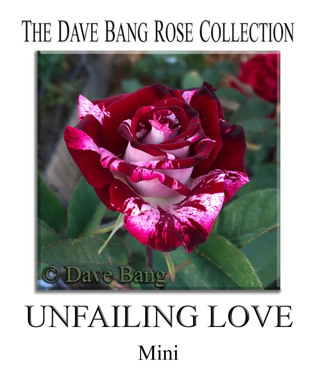 The Dave Bang Collection — K and M Nursery